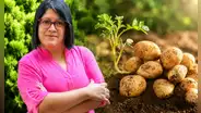 Científica peruana gana premio mundial de alimentación por crear papas biofortificadas para combatir la anemia