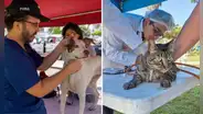 Municipalidad de Lima realizará campaña veterinaria gratuita para mascotas este 9 de julio: conoce dónde será y qué servicios ofrecerá