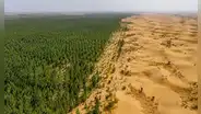 Los 66 mil millones de árboles plantados por China en la Gran Muralla Verde ahora tienen un problema: crecen más rápido que los bosques naturales