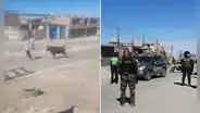 Toro escapa en Cerro Colorado y desata pánico entre vecinos: más de 10 policías participaron en su captura
