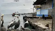 Niño Costero: pelícanos y gaviotas mueren en Pisco ante calentamiento del mar y falta de alimentos