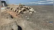 Fenómeno El Niño arrasa con la vida de aves marinas en Piura, Lambayeque y Trujillo