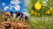 Agro peruano creció 2% en mayo: ¿qué cultivos y productos impulsaron el avance de la producción?