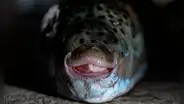 El pez con dientes capaz de cortar huesos y metal está invadiendo el Mediterráneo: Grecia ahora paga a quienes lo capturen