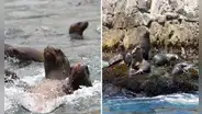 Alerta en Ica por la muerte inusual de lobos marinos en dos áreas naturales protegidas: Minam y Sernanp activan vigilancia