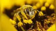 Científicos proponen usar el polen para solucionar uno de los mayores problemas ambientales en la Tierra