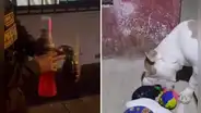 Peruana en Los Olivos termina en comisaría porque vecinos confundieron juguete de su mascota con granada