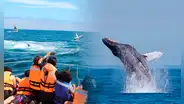 Perú inicia la temporada de avistamiento de ballenas 2026: fechas, lugares y cuánto cuesta el tour para observar estos cetáceos marinos