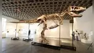 Un T. Rex gigante llamado ‘Gus’ fue vendido por US$ 50.1 millones y se convierte en el fósil de dinosaurio más caro
