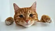 Experimento científico revela que los gatos identifican palabras más rápido que los bebés