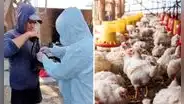 Senasa confirma brote de gripe aviar en Chiclayo: sacrifican 54 aves y descartan riesgo por consumir pollo o huevos
