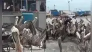 Cientos de pelícanos invaden terminal pesquero de Trujillo por falta de peces: temen riesgo sanitario