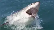 Nada cerca de la costa, mide 4 metros y pesa 771 kg: el tiburón blanco más grande fue avistado en el Atlántico por los científicos