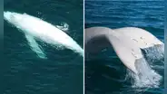 Avistan nuevamente a Suru, la rara ballena jorobada blanca, en el mar de Piura: recorrió miles de kilómetros desde Costa Rica