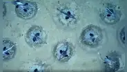 Científicos descubrieron una ciudad submarina de 60 millones de nidos de peces bajo una plataforma de hielo en la Antártida