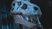 Los restos del cráneo de un dinosaurio descubierto en Canadá pertenecían al “tío abuelo” de un T. rex