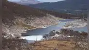 El experimento que salió mal en Argentina: liberaron este animal y ahora destruye los bosques milenarios de la Patagonia