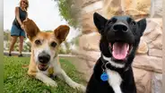 ¿Por qué se celebra el Día Mundial del Perro el 21 de julio? Conoce el triste origen de esta fecha