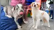 Día Mundial del Perro: conoce al viringo, al pastor Chiribaya y su legado ancestral en el Perú