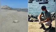 Pelícanos mueren en playas de Trujillo por falta de alimento y biólogo alerta riesgo sanitario