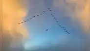 Revelan el secreto del vuelo en formación "V" de las aves: ahorran más energía con un simple truco en sus alas