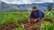 Agricultura familiar que abastece el 70% de los alimentos del país está en riesgo ante un Niño muy fuerte