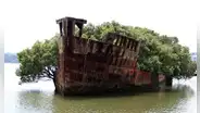 En el puerto de Sidney, un buque de carga de 1.140 toneladas lleva oxidándose desde 1972: al final fue engullido por un bosque entero