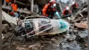 Estos insectos podrían ser los rescatistas del futuro: científicos los entrenan para realizar misiones bajo el agua como si fueran pequeños buzos