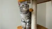 Tu gato no rasca los muebles por capricho: la razón está relacionada con su bienestar físico y emocional