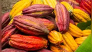 Ni México ni Perú: conoce el país de Sudamérica donde nació el cacao, según estudio