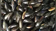 Científicos encuentran microplásticos en los mejillones y caracoles de aguas profundas del Pacífico