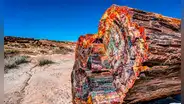 Una devastadora inundación sepultó por completo un bosque: millones de años después, sus troncos forman un lienzo único de colores que sorprende al mundo