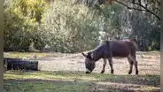 Volvió al desierto hace 40 años y ahora el asno salvaje se ha convertido en un inesperado aliado de la naturaleza, ayudando a que la vegetación vuelva a crecer