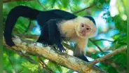 Científicos costarricenses colocaron una pantalla táctil con IA en un bosque salvaje: 16 monos la usaron para obtener plátanos de recompensa