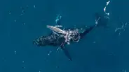 Un dron con cámara graba a una ballena jorobada dando a luz frente a la costa: “Es increiblemente raro”