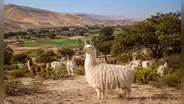 Donde la tierra parecía condenada a la aridez, un hombre de Perú pasó 30 años creando un oasis que hoy comparte con sus llamas