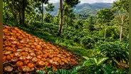 Todos desechaban las cáscaras de esta fruta, pero 16 años después transformaron un ecosistema de Costa Rica: científicos revelan qué ocurrió