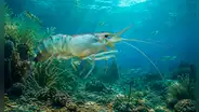 Mucho antes de la extinción de los dinosaurios, los camarones se expandieron por el mundo desde el Pacífico hace 125 millones de años