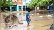 Leptospirosis en Perú alcanza cifra récord de muertes y hospitalizados en 2026: El Niño agravaría panorama