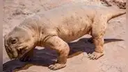 El pequeño animal de cuatro patas que sobrevivió a una de las extinciones más devastadoras de la historia gracias a una sorprendente estrategia con sus huevos