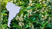 El árbol con uno de los mejores aromas del mundo se cultiva en Sudamérica: produce un ‘oro líquido’ que perfuma calles enteras