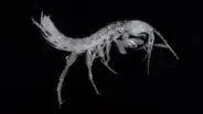Nuevas especies para la ciencia: descubren dos camarones sin ojos que habitan en aguas subterráneas