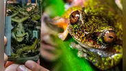 Descubren en Costa Rica una nueva especie de rana: tiene menos de cuatro centímetros, presenta manchas oscuras y es "cafetera"