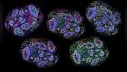 Un avance sin precedentes: científicos construyeron cerebros en miniatura que pueden percibir el paso del tiempo