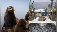 ¿Pesca industrial en Paracas? Gobierno de Keiko Fujimori pondría en riesgo áreas naturales protegidas