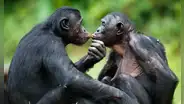 Unos investigadores descubrieron que 2 especies de primates pueden recordar a sus antiguos amigos: uno de ellos reconoció a su hermana después de 26 años de separación