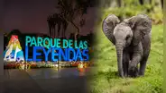 Dos gigantes llegan a Lima: Parque de las Leyendas alista nuevo hogar para dos elefantes africanos traídos desde México