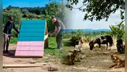 Vive una semana gratis en Portugal rodeado de animales: este santuario busca personas de todo el mundo por 24 horas semanales por cuidarlos