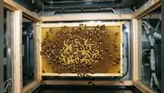 La NASA envió 3300 abejas al espacio para hacer panales sin gravedad: desde chocar contra las paredes hasta construir una estructura de 200 cm