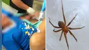 Menor fallece tras ser mordida por una araña en su vivienda: ataque le habría provocado insuficiencia renal aguda